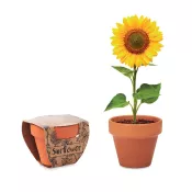Doniczka z terakoty z nasionami słonecznika SUNFLOWER