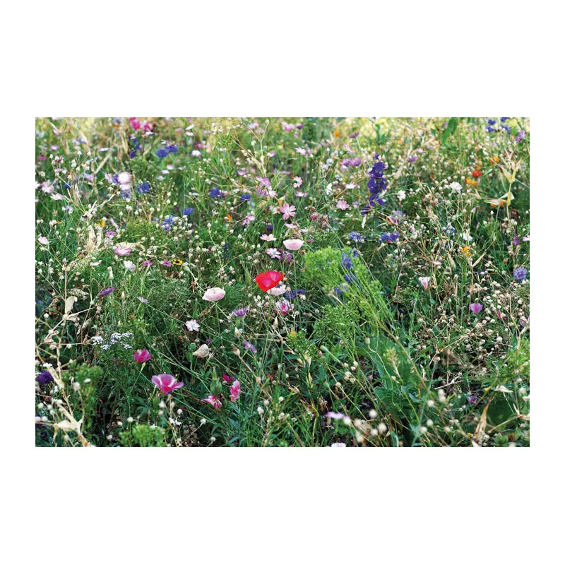 Nasiona kwiatów miododajnych w kopercie SEEDLOPEBEE - Bezowy (MO6501-13)