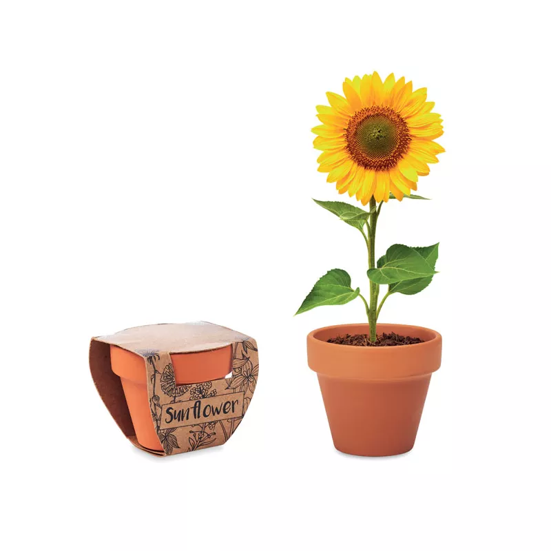 Doniczka z terakoty z nasionami słonecznika SUNFLOWER - Drewna (MO6147-40)