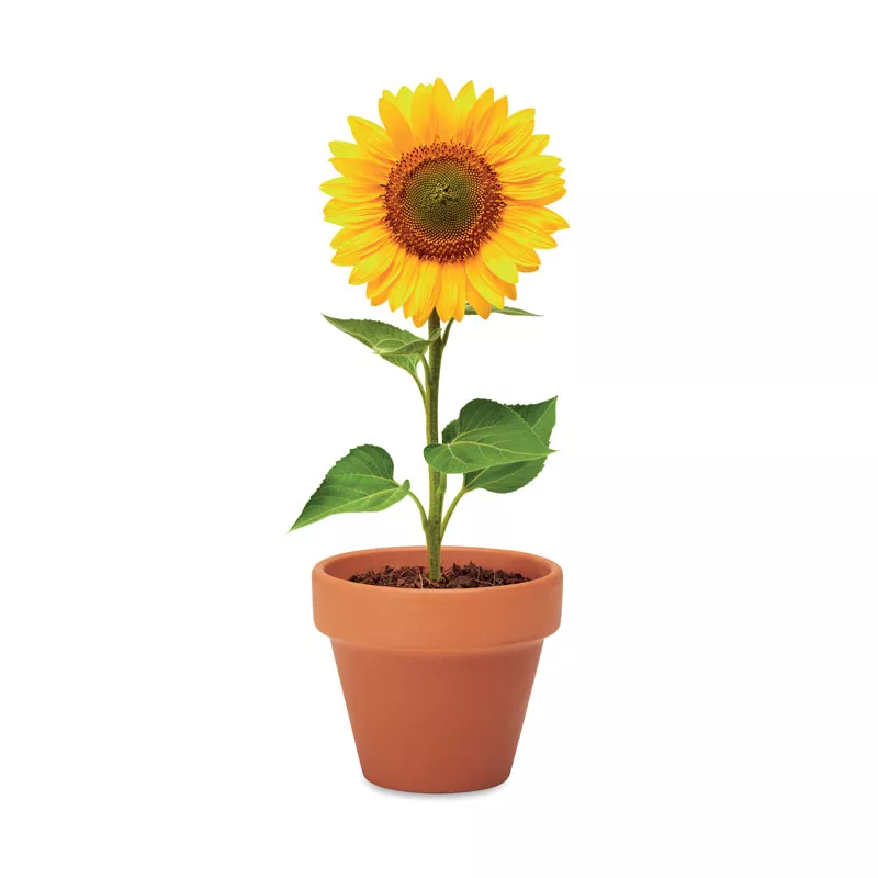 Doniczka z terakoty z nasionami słonecznika SUNFLOWER - Drewna (MO6147-40)