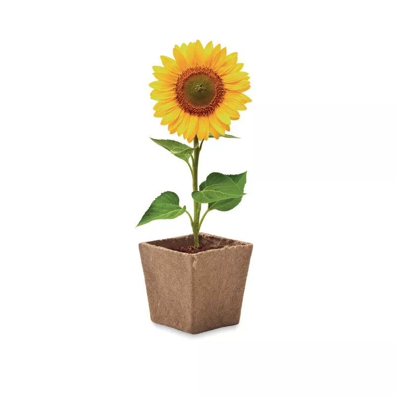 Zestaw do uprawy słonecznika w doniczce SUNFLOWER KIT - Bezowy (MO2411-13)