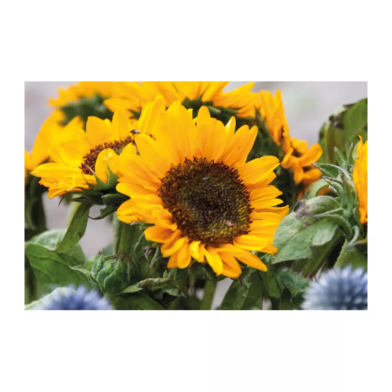 Nasiona słonecznika w papierowej kopercie GIRASOL - Bezowy (MO2217-13)