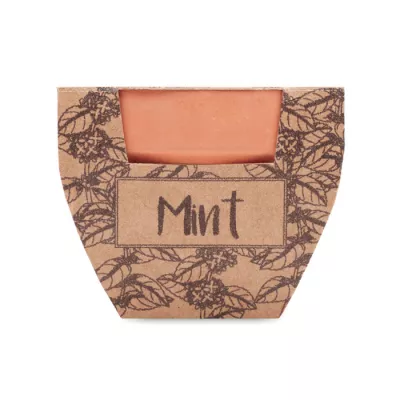 Doniczka z terakoty z nasionami mięty MINT POT - Drewna (MO2218-40)
