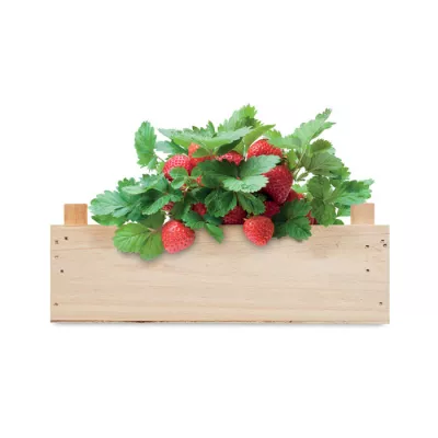 Zestaw do uprawy truskawek w skrzynce STRAWBERRY - Drewna (MO6506-40)