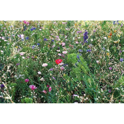 Nasiona kwiatów miododajnych w kopercie SEEDLOPEBEE - Bezowy (MO6501-13)