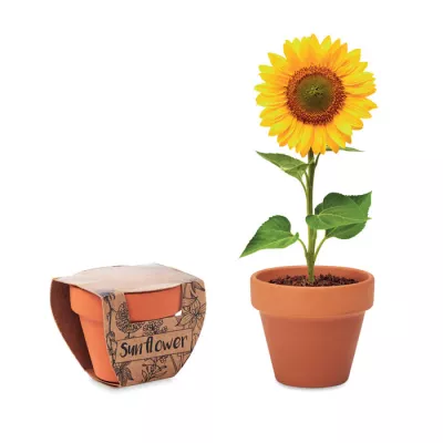 Doniczka z terakoty z nasionami słonecznika SUNFLOWER - Drewna (MO6147-40)