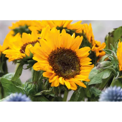 Nasiona słonecznika w papierowej kopercie GIRASOL - Bezowy (MO2217-13)